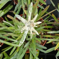 Leontopodium nivale alpinum